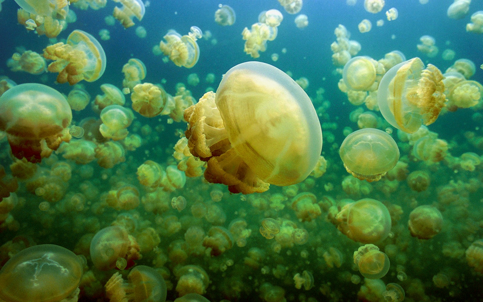 Jellyfish in a lake