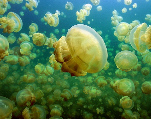 Jellyfish swimming i