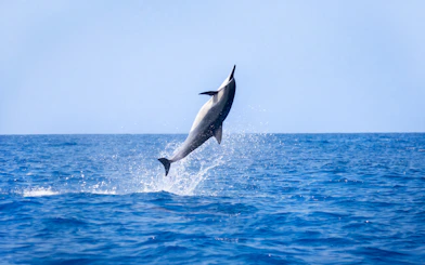 Spinner dolphin leaping from ocean in Kona, Hawaii.