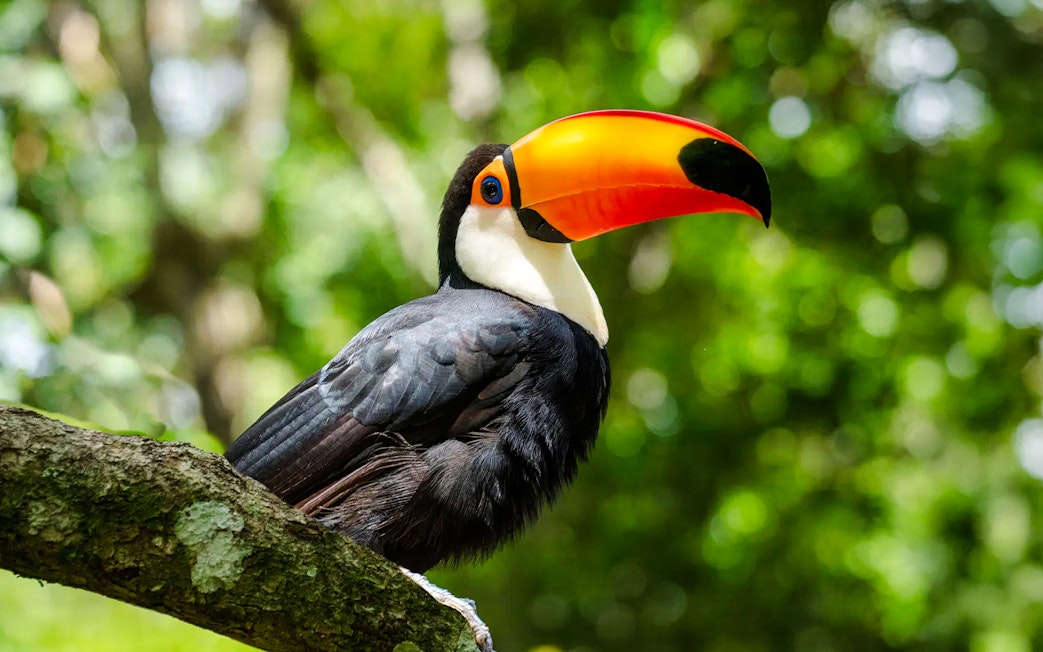 Toucan perched on a branch in a lush green forest.