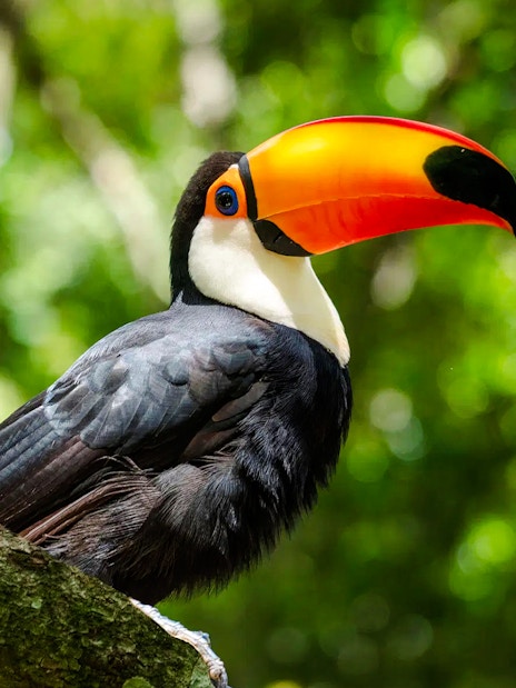 Toucan perched on a branch in a lush green forest.
