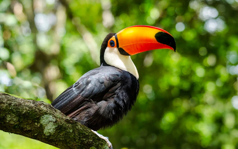 Toucan perched on a branch in a lush green forest.