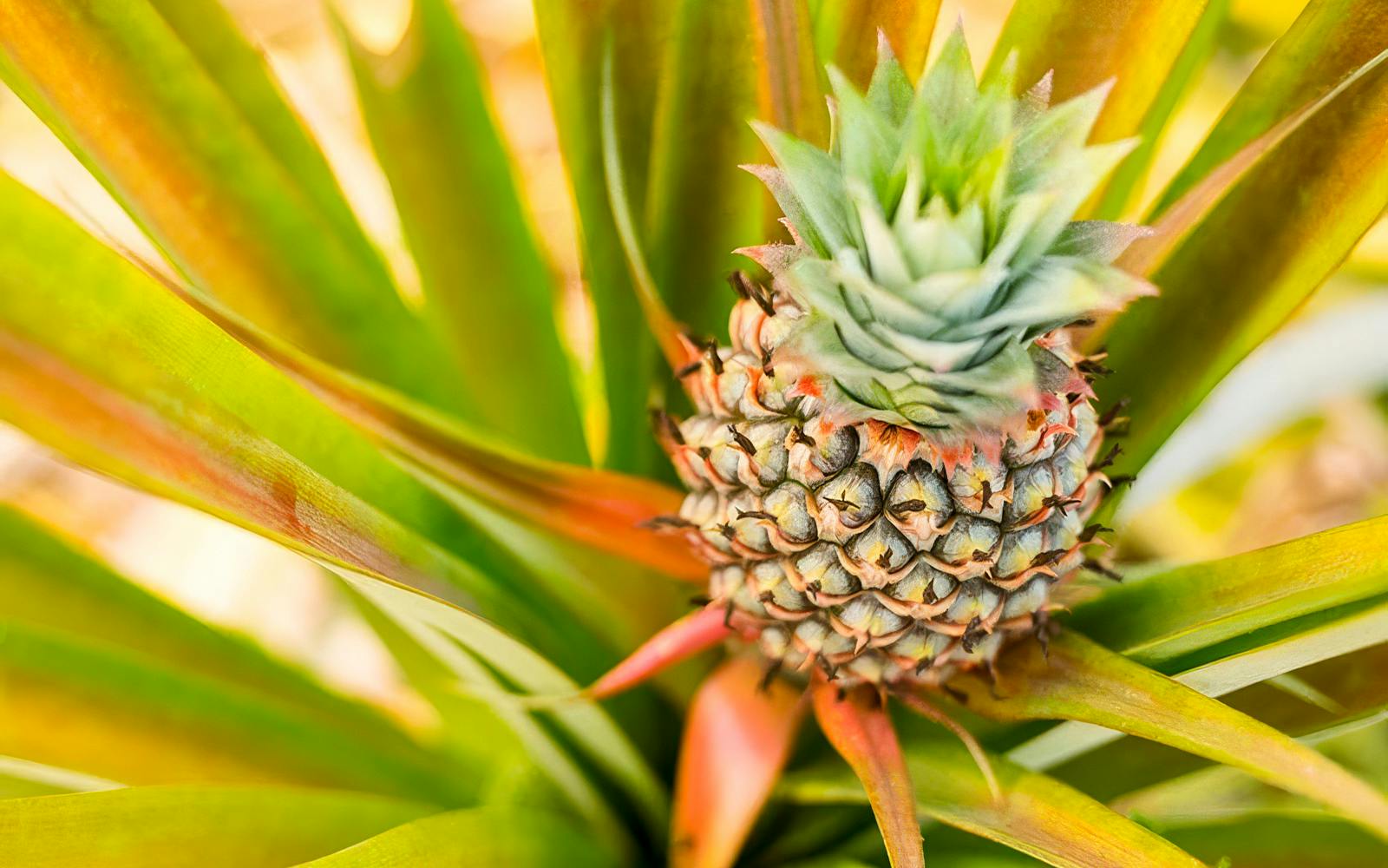 Pineapple growing on a plantation during a farm tour and tasting experience.