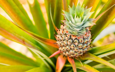 Pineapple growing on a plantation during a farm tour and tasting experience.
