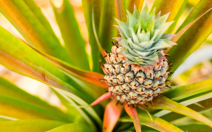 Pineapple growing on a plantation during a farm tour and tasting experience.