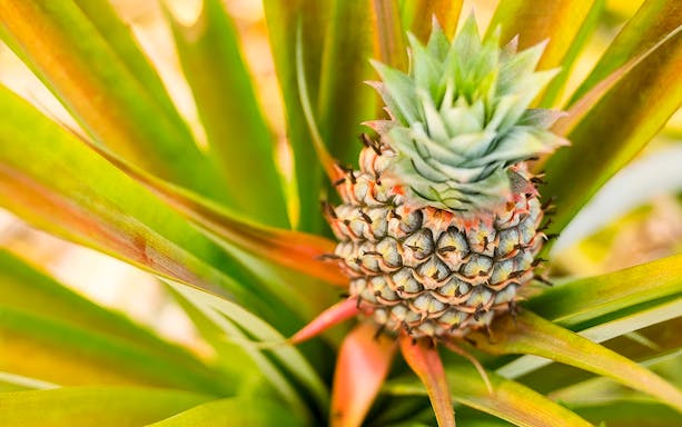 Pineapple growing on a plantation during a farm tour and tasting experience.