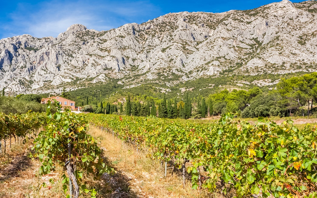 Vineyard with mountain backdrop in Cezanne countryside during morning wine tour.