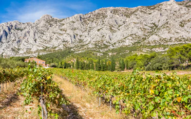 Vineyard with mountain backdrop in Cezanne countryside during morning wine tour.