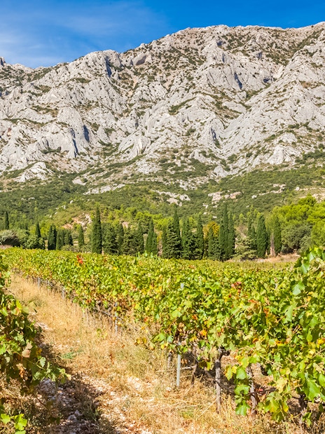 Vineyard with mountain backdrop in Cezanne countryside during morning wine tour.