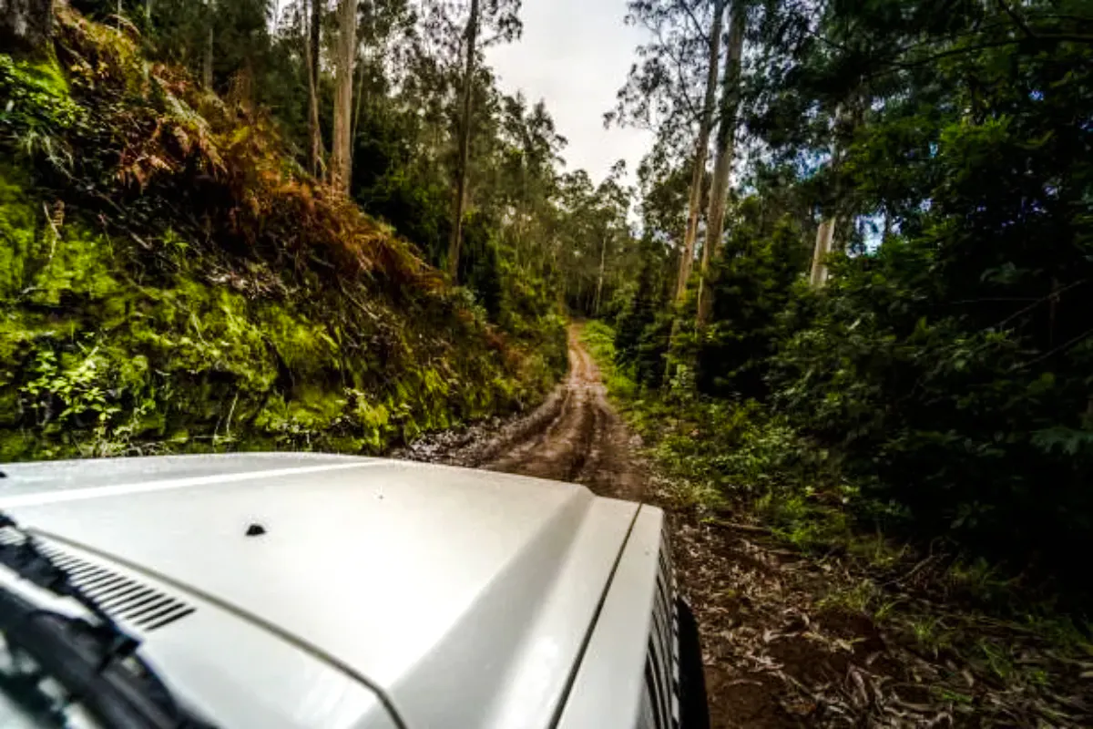 Jeep driving through lush forest trail in Arrábida, Lisbon.