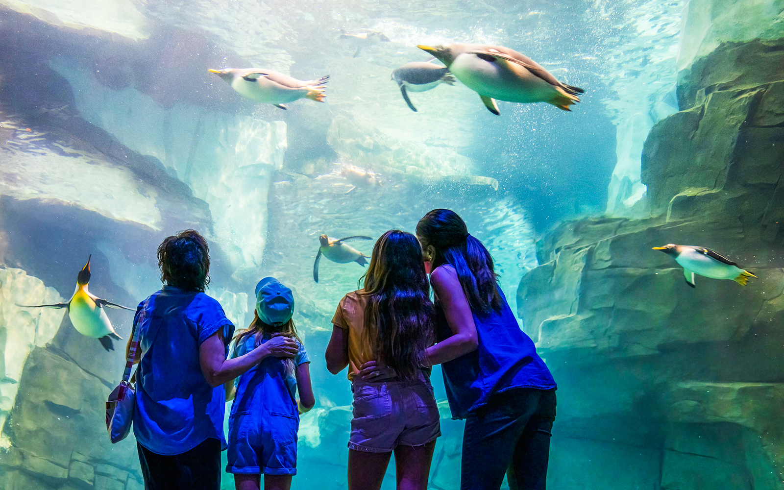 Guests watching penguins swim at SeaWorld Orlando.