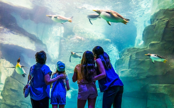 Guests watching penguins swim at SeaWorld Orlando.