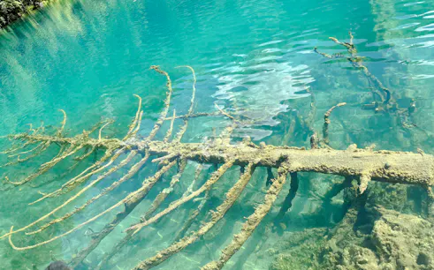 Submerged tree in clear turquoise water at Jiuzhaigou Valley, Chengdu.
