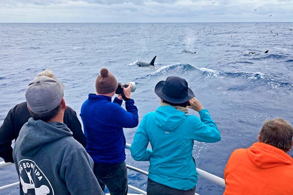 killer whale-watching expedition in bremer canyon-6