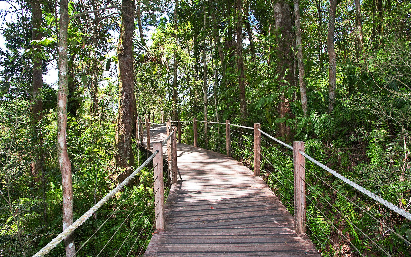 Kuranda Skyrail boardwalk through lush rainforest in Queensland, Australia.