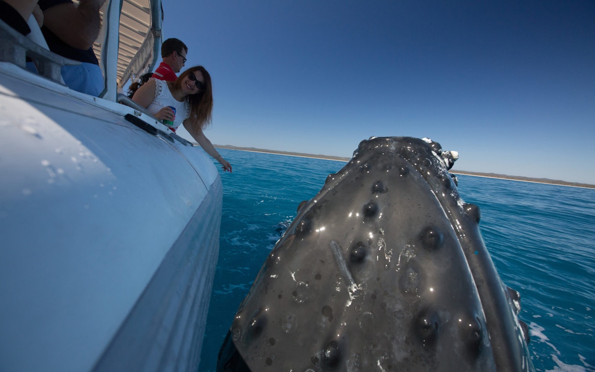 Woman on boat reaching towards humpback whale in Hervey Bay.