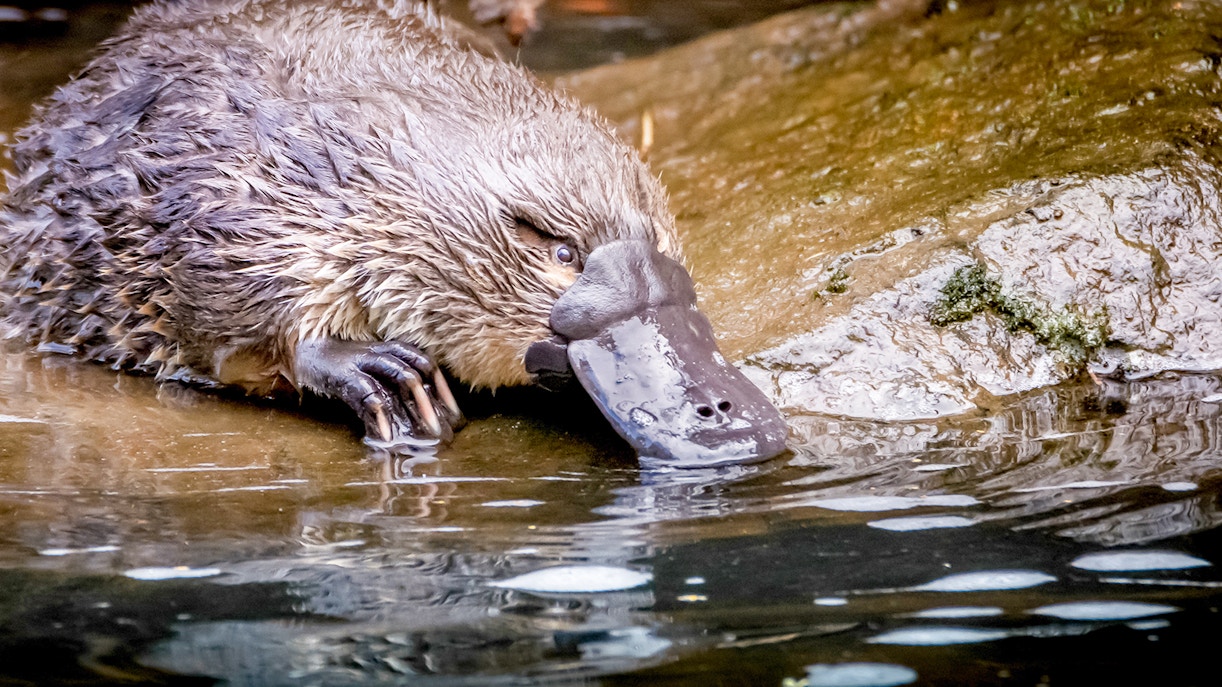 Kuranda Rainforest