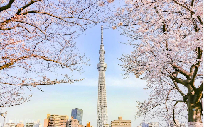 Tokyo Skytree framed by cherry blossoms in spring.