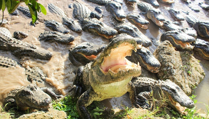 Alligators in Everglades Park, one with open mouth, near water and rocks.