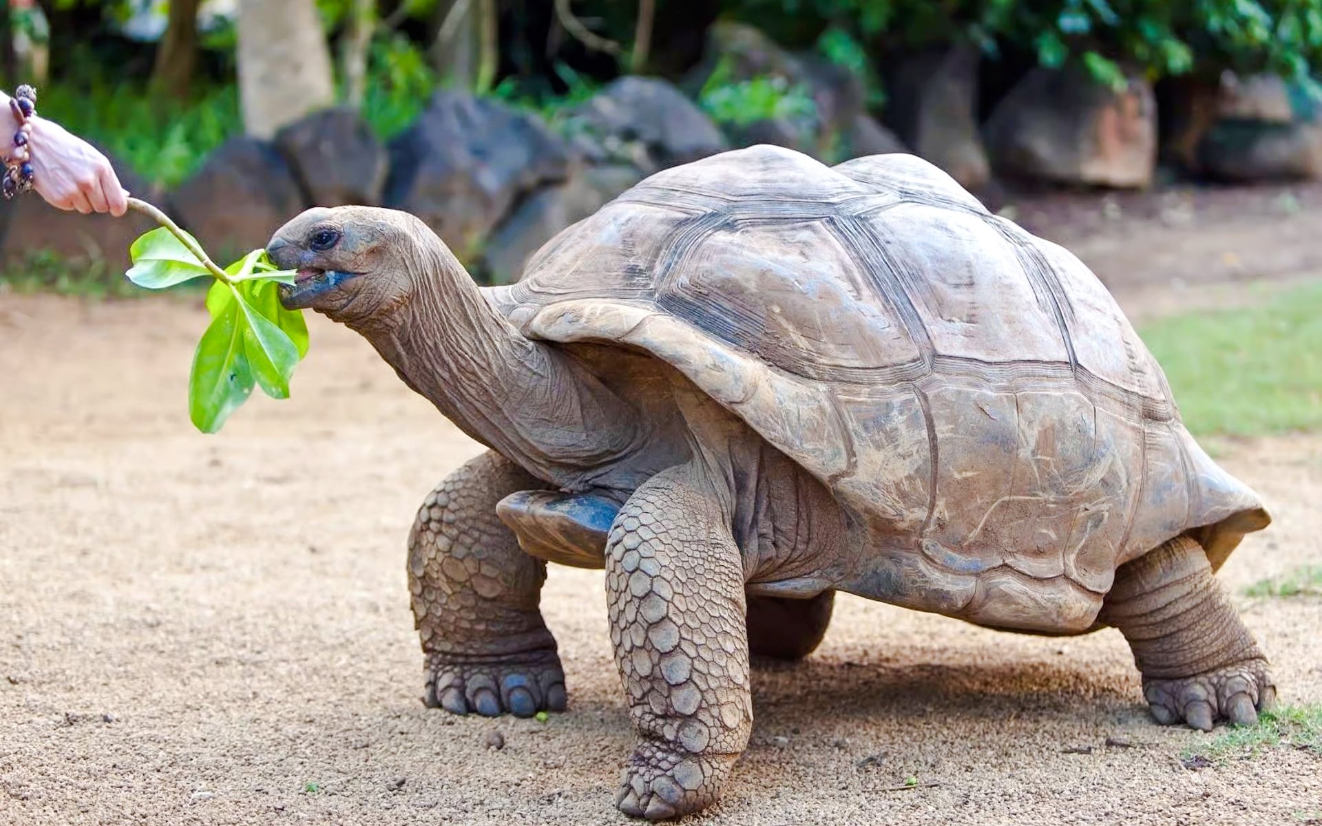 Aldabra giant tortoise eating leaves in Mauritius.