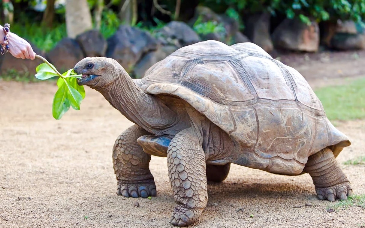 Aldabra giant tortoise eating leaves in Mauritius.