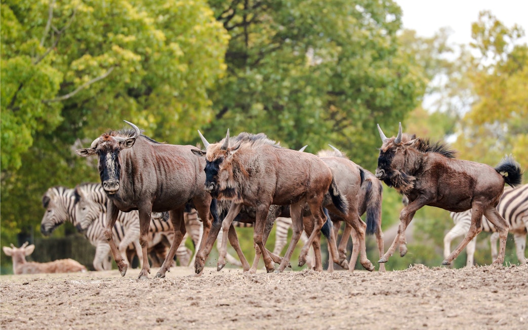 Wildebeests and zebras at Shanghai Wild Animal Park.