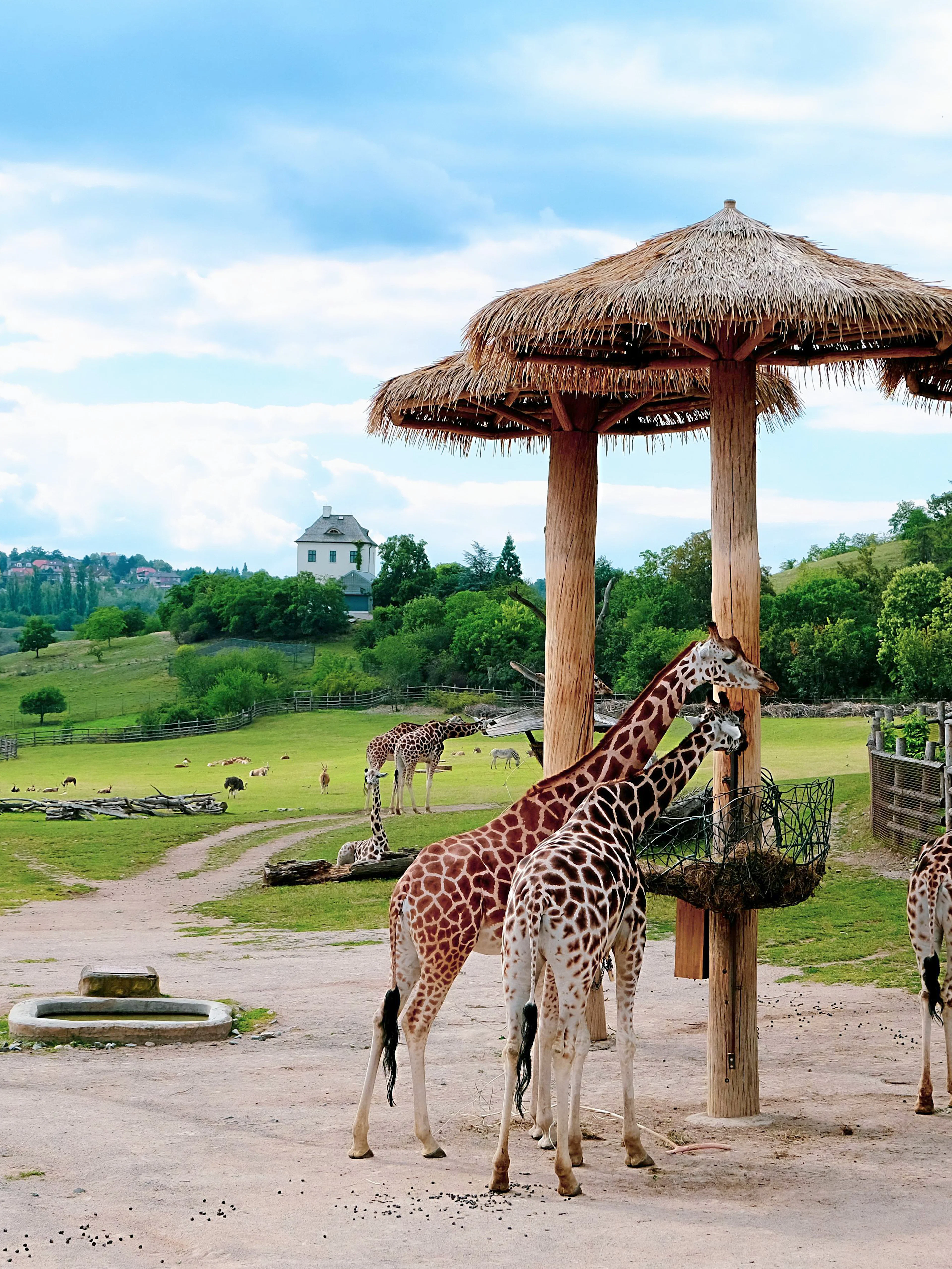 Giraffes feeding under wooden shelters at Prague Zoo with scenic landscape.