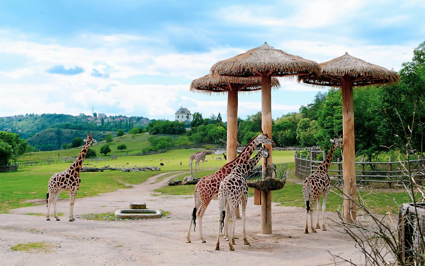 Giraffes feeding under wooden shelters at Prague Zoo with scenic landscape.