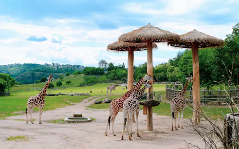 Giraffes feeding under wooden shelters at Prague Zoo with scenic landscape.
