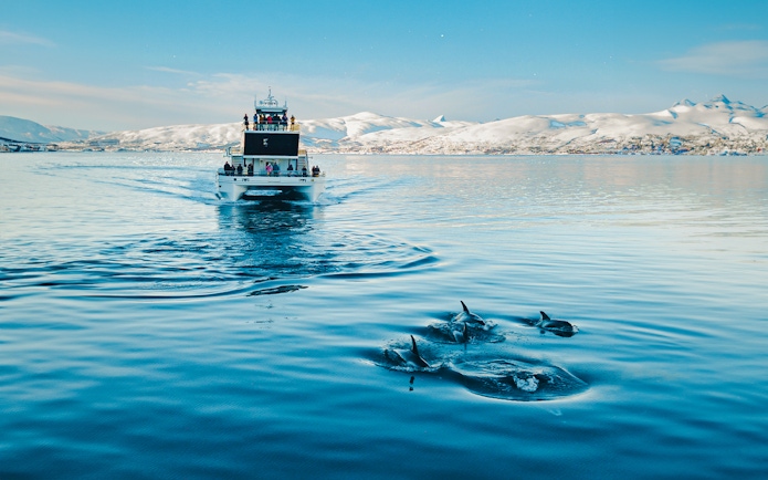 Boat tour with dolphins swimming in icy waters near snow-covered mountains.