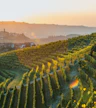 Yarra Valley Dairy