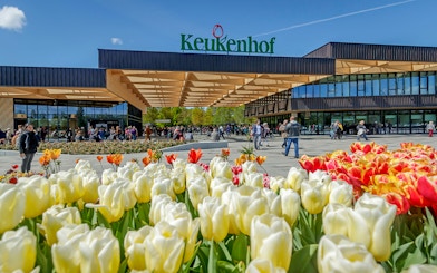 Keukenhof entrance with colorful tulips and visitors, Amsterdam tour.