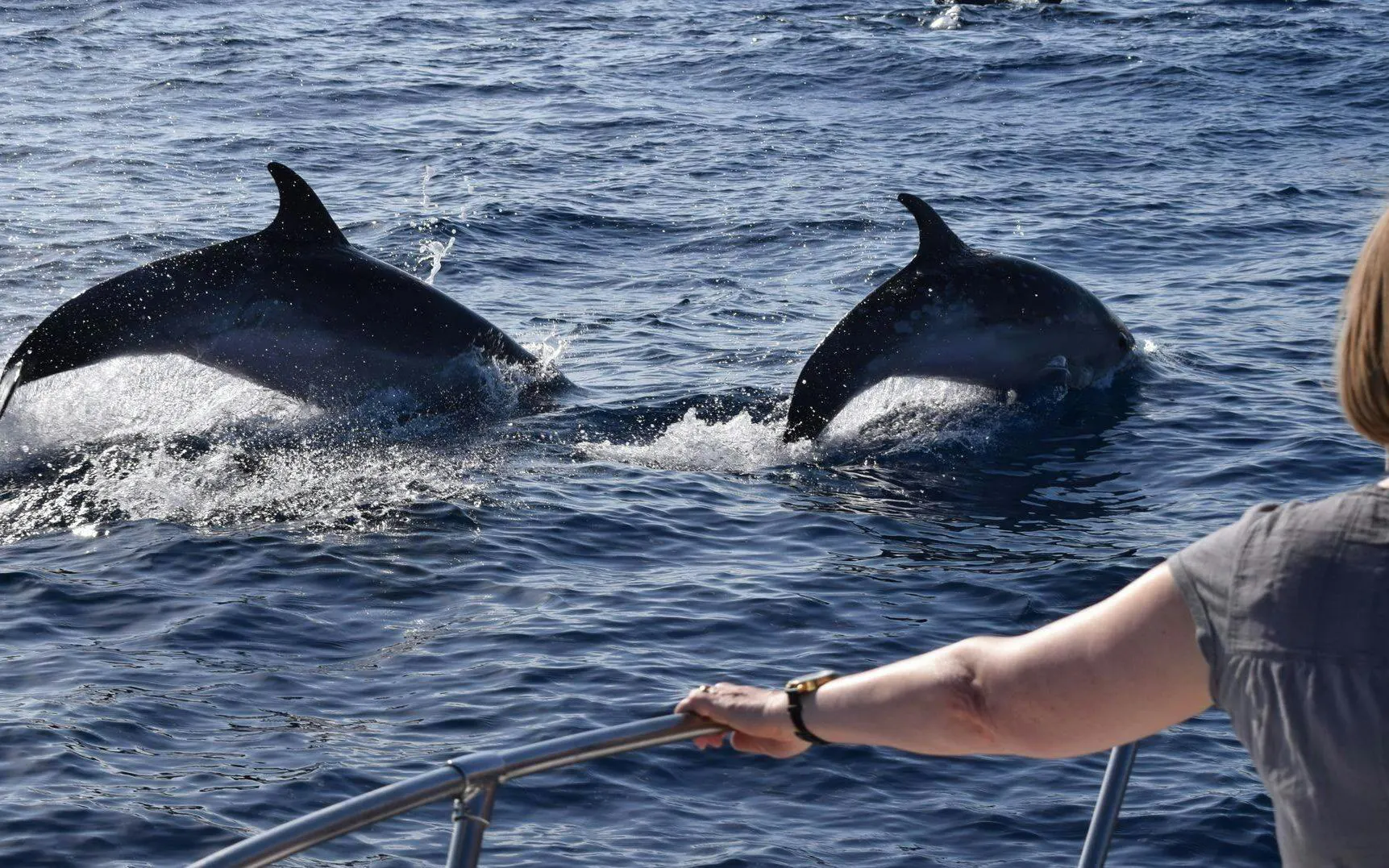 Tourist on boat watching dolphins in Madeira waters.