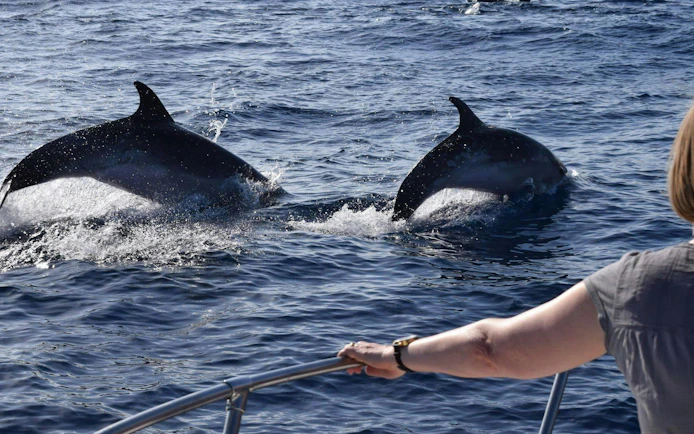 Tourist on boat watching dolphins in Madeira waters.