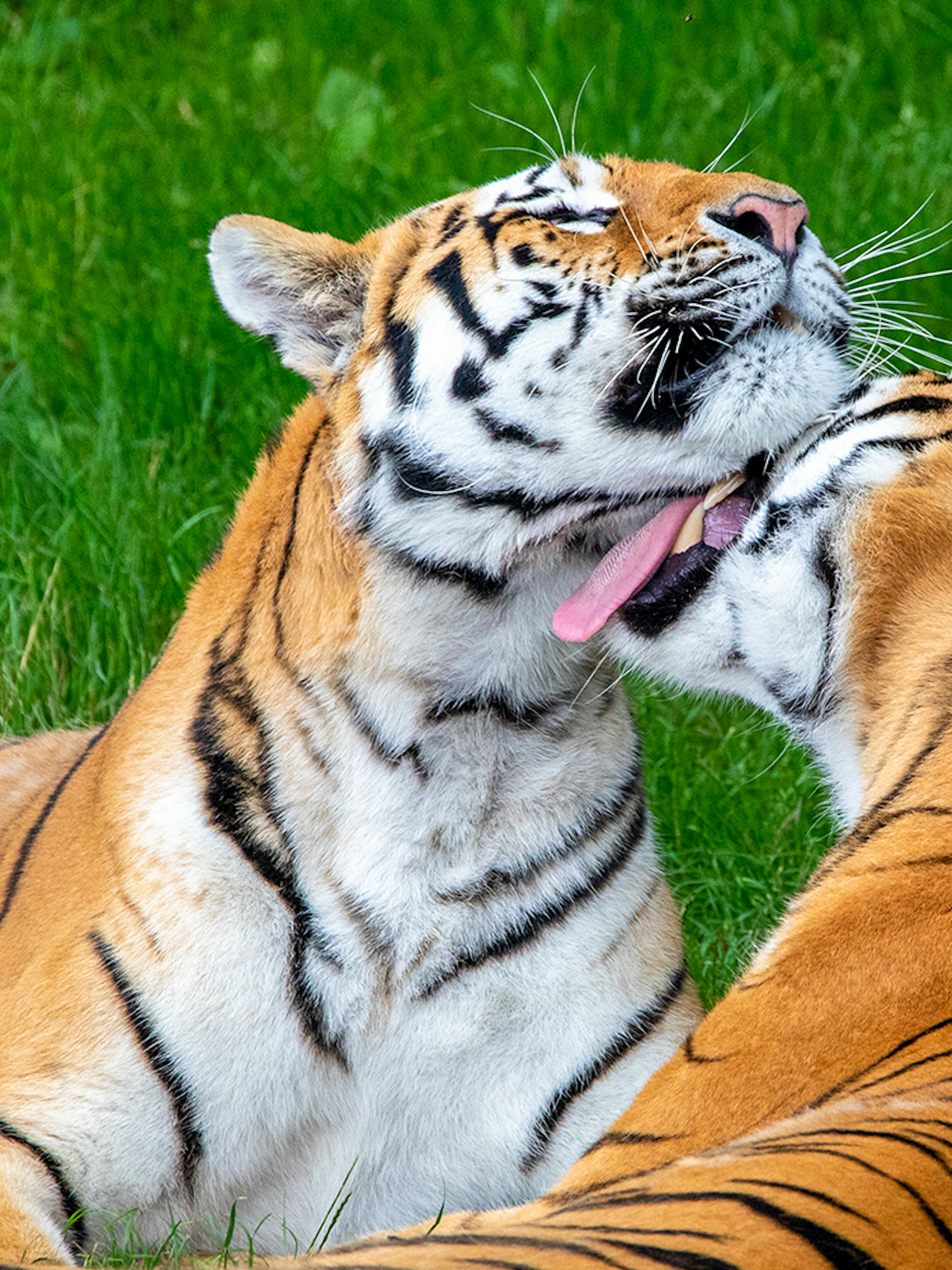 Tigers interacting closely at ZSL Whipsnade Zoo, England.