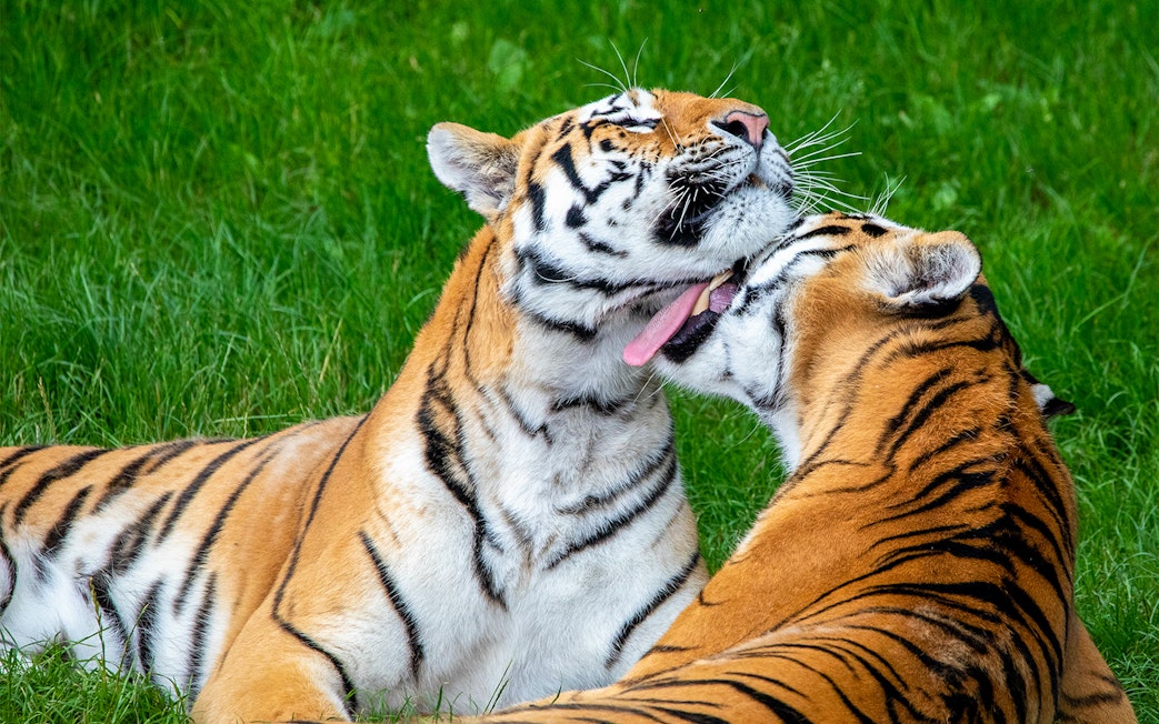 Tigers interacting closely at ZSL Whipsnade Zoo, England.