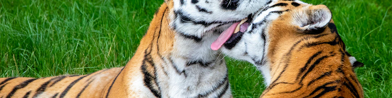 Biglietti d'ingresso per lo zoo di Whipsnade