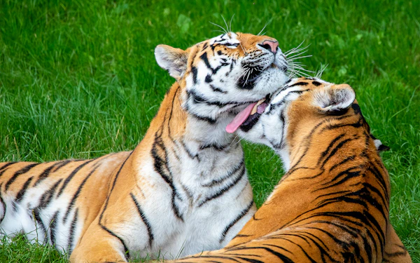 Whipsnade Zoo Entrance Tickets