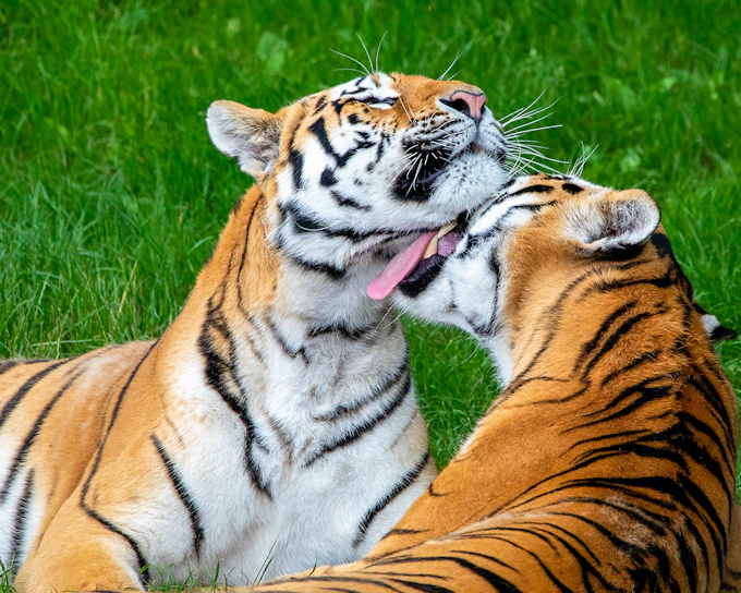 Whipsnade Zoo Entrance Tickets