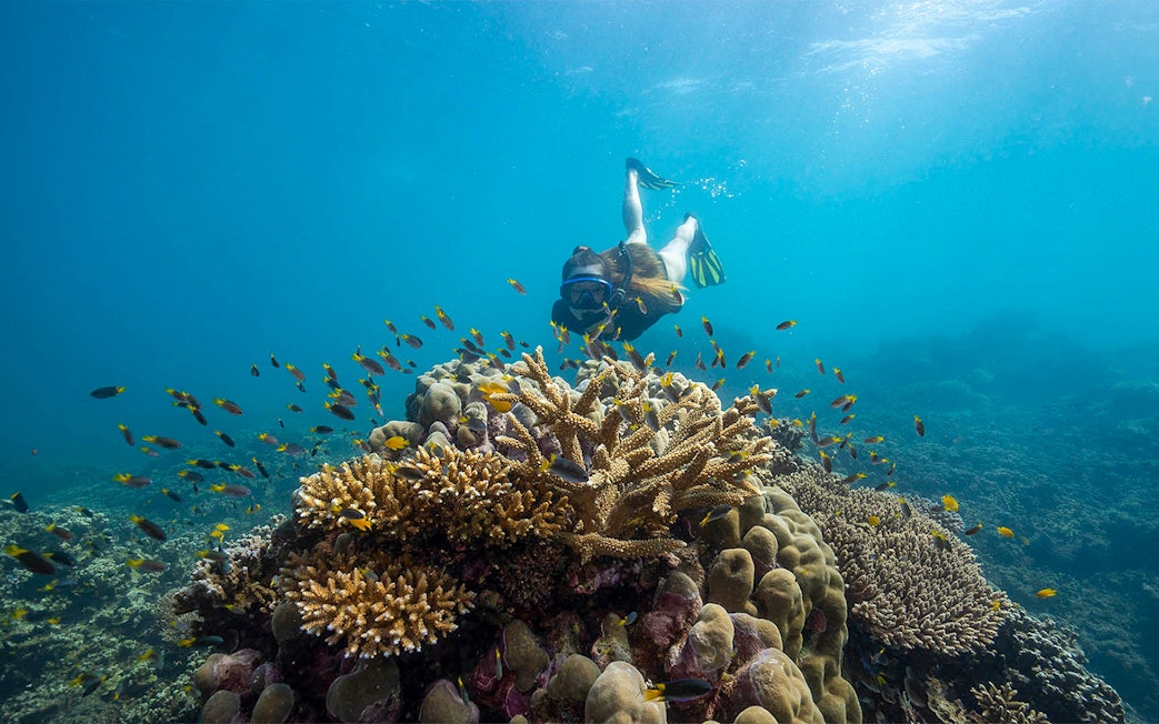 Snorkeler exploring coral reef with fish, Frankland Islands.