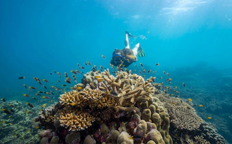 Snorkeler exploring coral reef with fish, Frankland Islands.