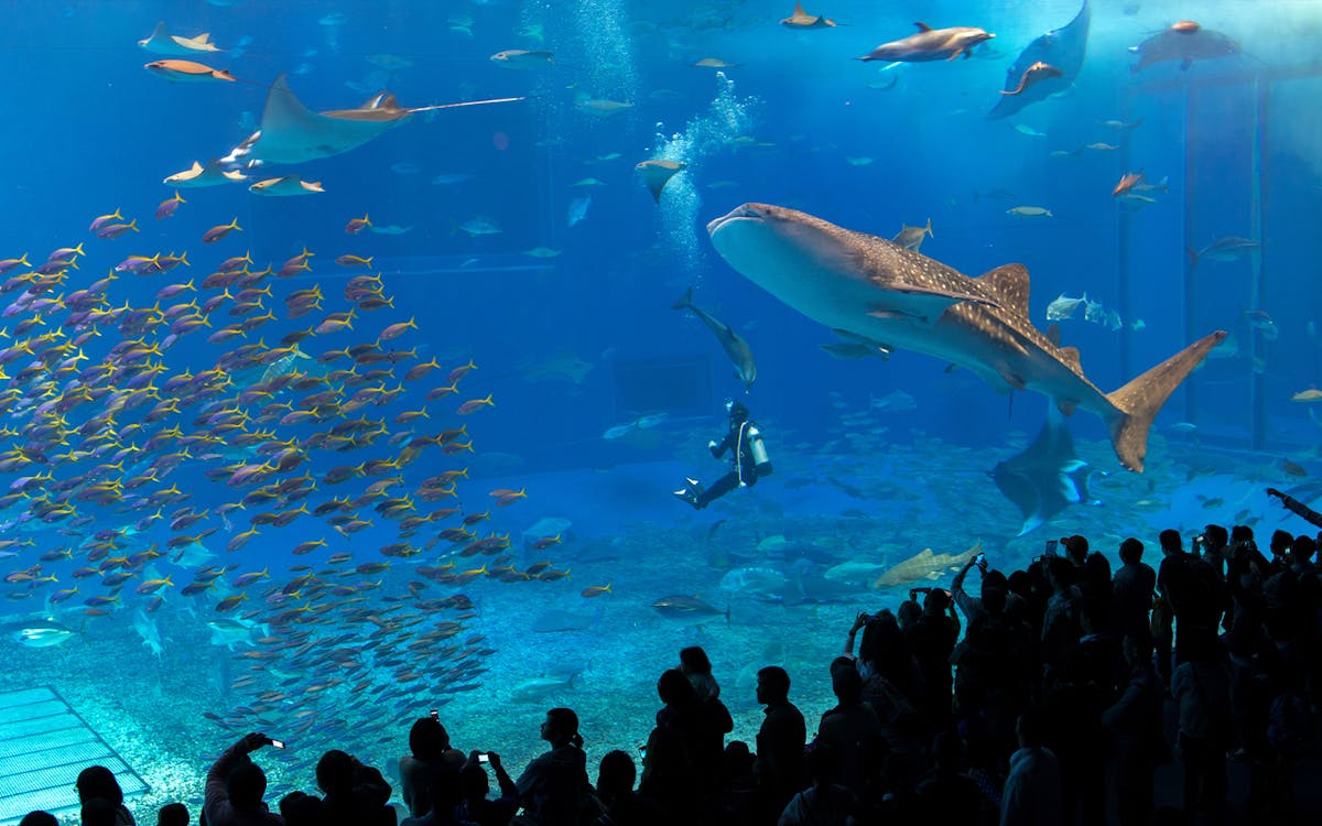 Okinawa Churaumi Aquarium