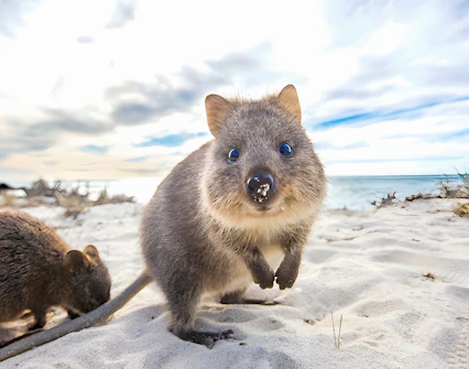 Quokka on sandy beach at Rottnest Island with ocean in background.