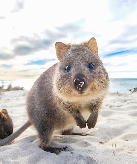 Quokka on sandy beach at Rottnest Island with ocean in background.