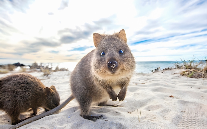 Quokka on sandy beach at Rottnest Island with ocean in background.