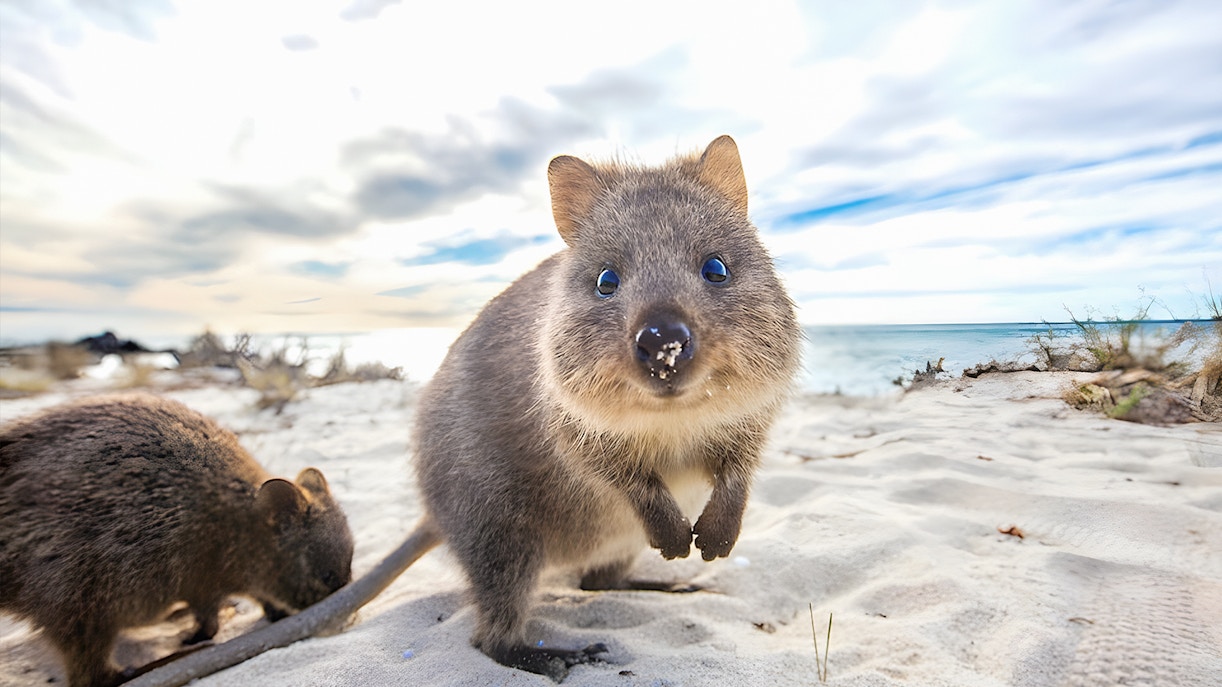 Tourists enjoying a sunny day on the Rottnest Island Return Ferry from Perth or Fremantle, with a view of the island's coastline in the background