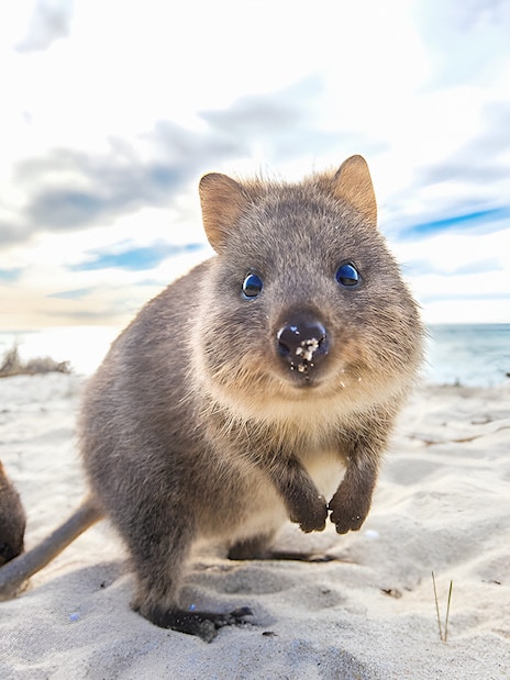 Quokka on sandy beach at Rottnest Island with ocean in background.