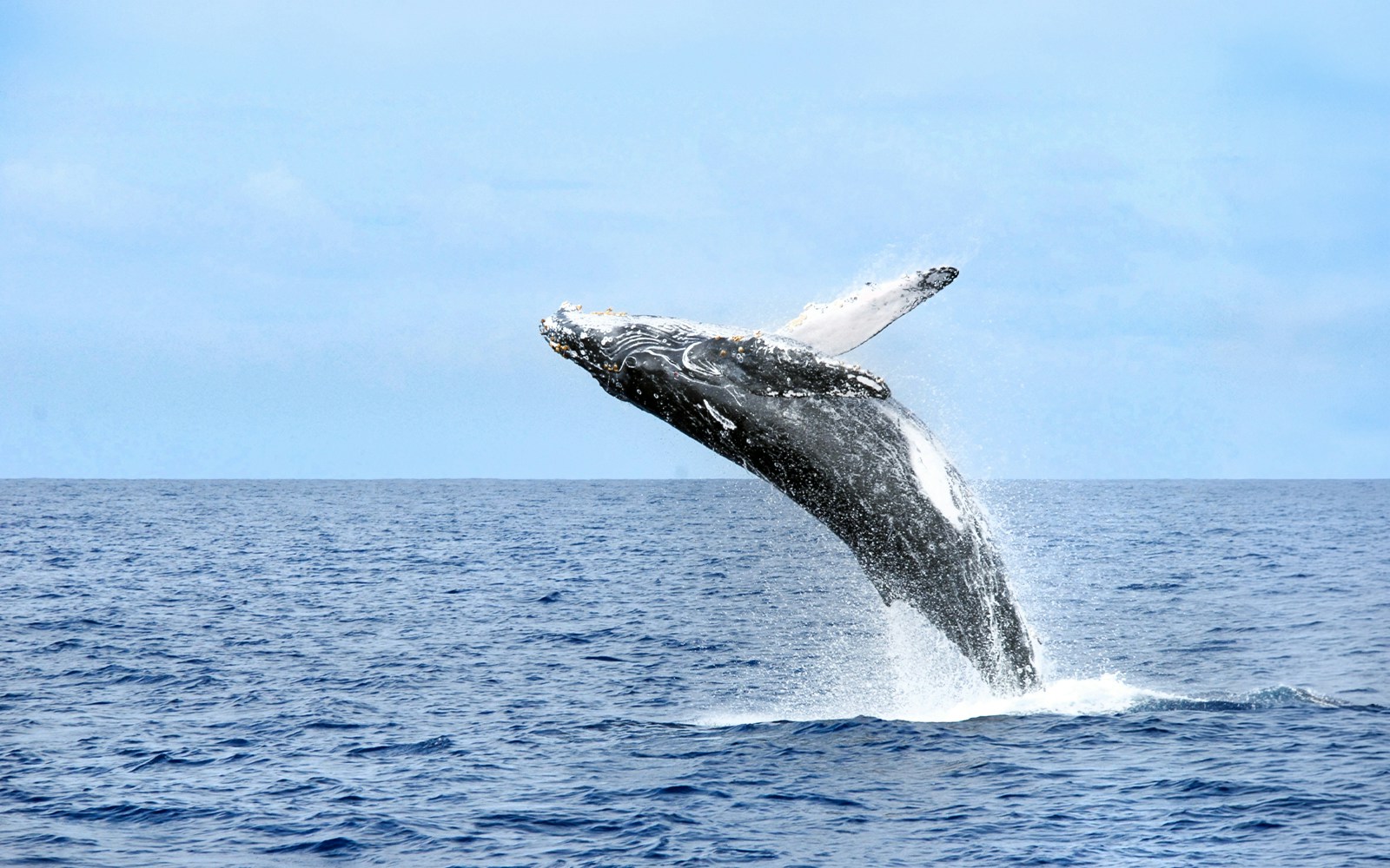 Whale breaching in Maui waters, Hawaii.