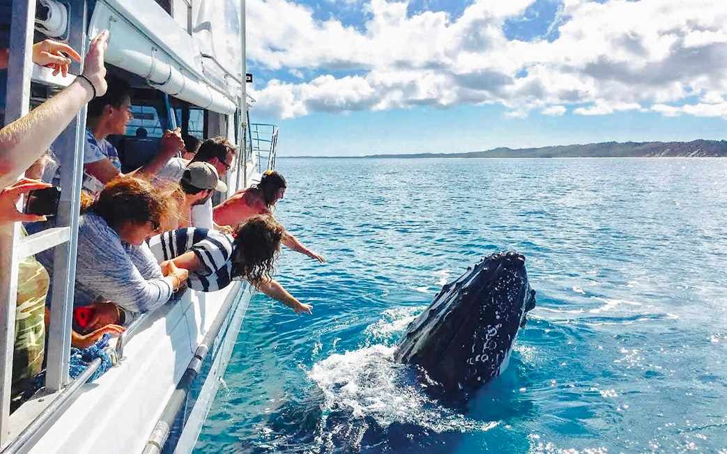 Tourists on a boat watching a whale near Fraser Island, K'gari.