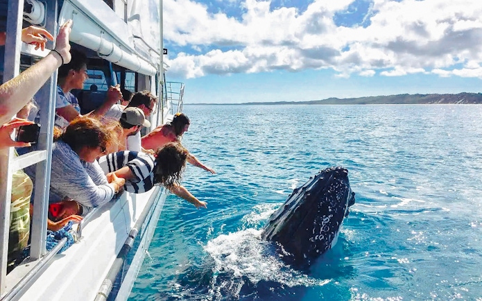 Tourists on a boat watching a whale near Fraser Island, K'gari.